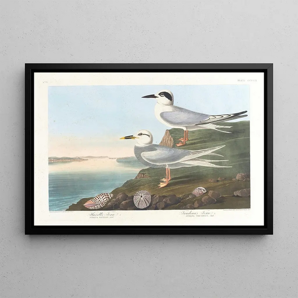John James Audubon - Havells tern.webp
