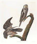Ugle - John James Audubon — visning af kunstværket