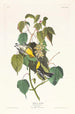 Paruline des pruches - John James Audubon — visning af kunstværket