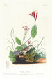 Bruant de Henslow - John James Audubon — visning af kunstværket