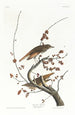 Grive solitaire - John James Audubon — visning af kunstværket