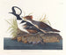 Kanadagås - John James Audubon — visning af kunstværket
