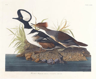 Kanadagås - John James Audubon — visning af kunstværket