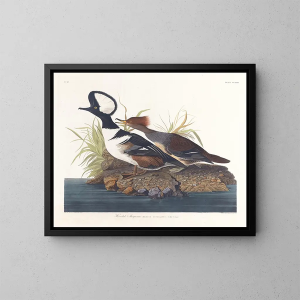 Kanadagås - John James Audubon — indrammet kunstværk på væggen