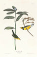 Paruline à capuchon - John James Audubon — visning af kunstværket