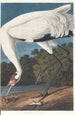 den hvide grue - John James Audubon — visning af kunstværket