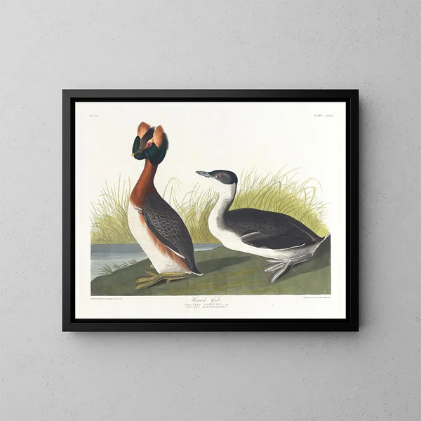 sorthovedet gråand - John James Audubon — indrammet kunstværk på væggen