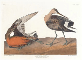 Barge hudsonienne - John James Audubon — visning af kunstværket