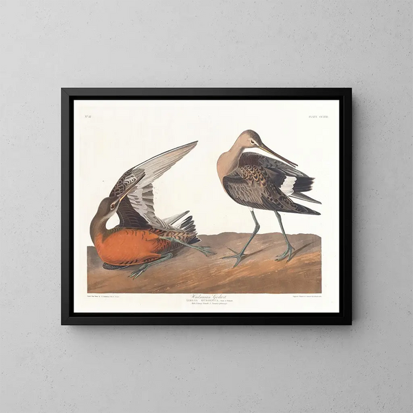 Barge hudsonienne - John James Audubon — indrammet kunstværk på væggen