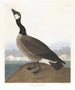 Bernache nonnette af Hutchins - John James Audubon — visning af kunstværket
