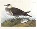 Jæger - John James Audubon — visning af kunstværket