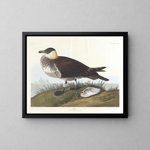 Jæger - John James Audubon — indrammet kunstværk på væggen