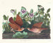 Colombe de Key West - John James Audubon — visning af kunstværket