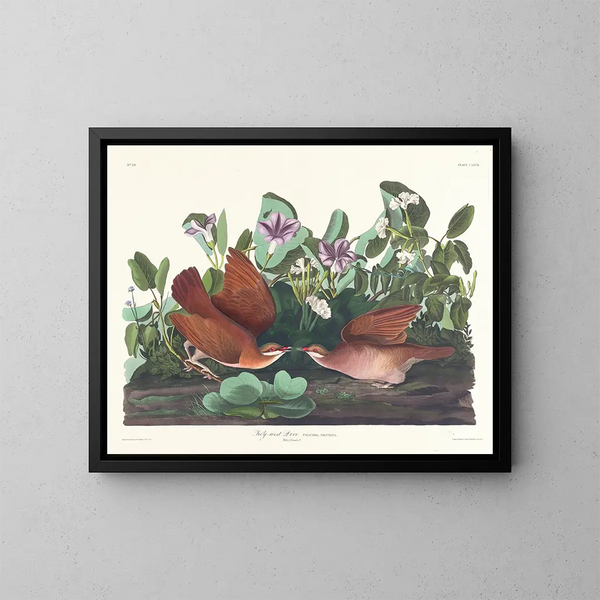 Colombe de Key West - John James Audubon — indrammet kunstværk på væggen