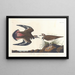 Pluvier kildir - John James Audubon — indrammet kunstværk på væggen