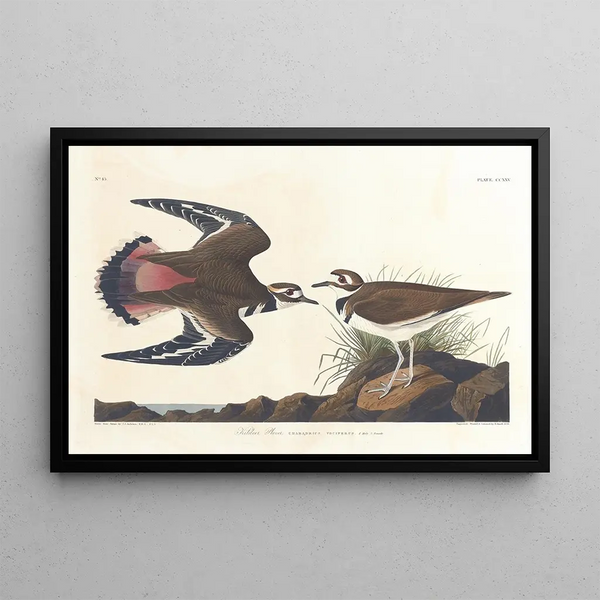John James Audubon - Killdeer plover.webp