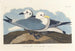 Mouette tridactyle - John James Audubon — visning af kunstværket