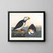 Puffin med stor næb - John James Audubon — indrammet kunstværk på væggen
