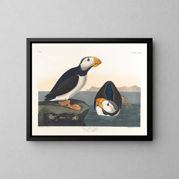 Puffin med stor næb - John James Audubon — indrammet kunstværk på væggen