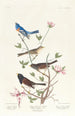 Bruant lazuli Bruant à collier d'argile Moineau des neiges de l'Oregon - John James Audubon — visning af kunstværket