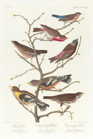 John James Audubon - Lazuli finch Crimsonnecked bull finch Greycrowned linnet Cowpen bird Evening grosbeak Brown longspur.webp