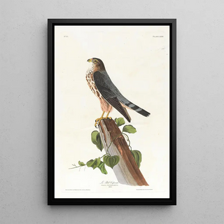 John James Audubon - Le petit caporal.webp