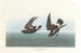 Pétrel Tempête - John James Audubon — visning af kunstværket