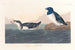 Petit pingouin - John James Audubon — visning af kunstværket