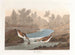 Petit bécasseau - John James Audubon — visning af kunstværket