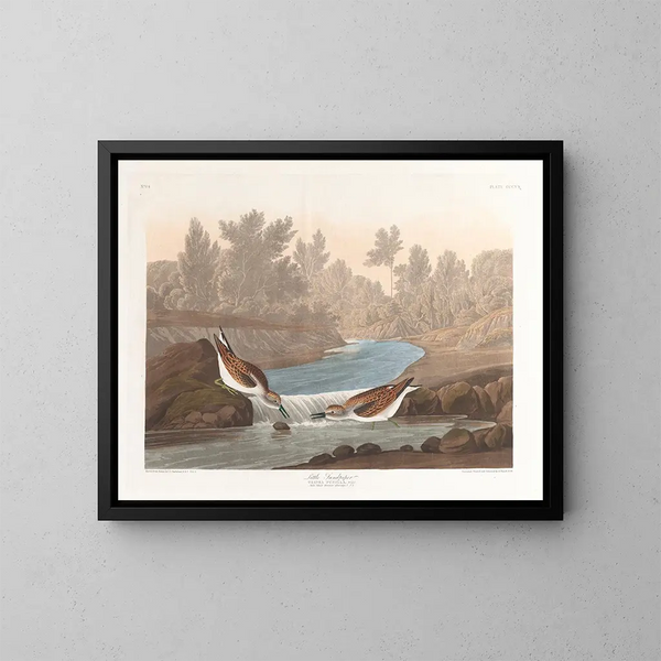 Petit bécasseau - John James Audubon — indrammet kunstværk på væggen