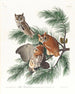 Ugle - John James Audubon — visning af kunstværket