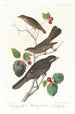Grive fauve - John James Audubon — visning af kunstværket