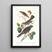 Grive fauve - John James Audubon — indrammet kunstværk på væggen