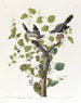 Pie-grièche migratrice - John James Audubon — visning af kunstværket