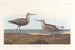 Bécasseau à longues pattes - John James Audubon — visning af kunstværket
