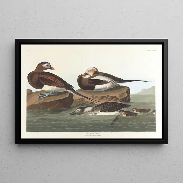 Andefugl med lang hale - John James Audubon — indrammet kunstværk på væggen