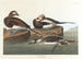 Andefugl med lang hale - John James Audubon — visning af kunstværket