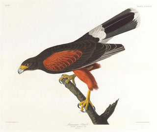 John James Audubon - Louisiana hawk.webp