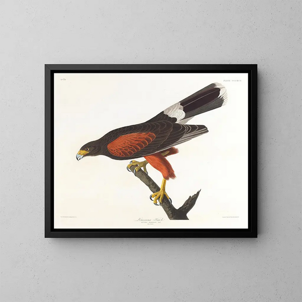 Faucon de Louisiane - John James Audubon — indrammet kunstværk på væggen