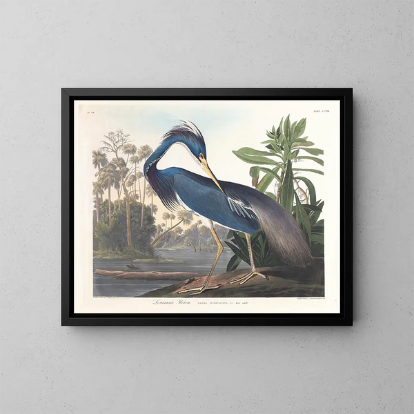 Héron de Louisiane - John James Audubon — indrammet kunstværk på væggen
