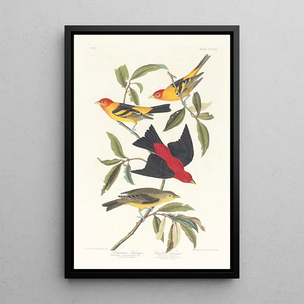 John James Audubon - Louisiana tanager Scarlet tanager.webp