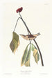 Grive de Louisiane - John James Audubon — visning af kunstværket
