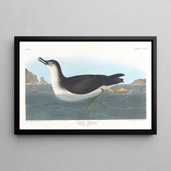 Puffin des Anglais - John James Audubon — indrammet kunstværk på væggen