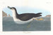 Puffin des Anglais - John James Audubon — visning af kunstværket