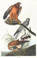 Busard des marais - John James Audubon — visning af kunstværket