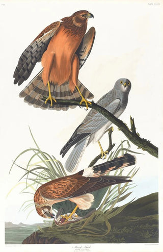 John James Audubon - Marsh hawk.webp