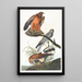 Busard des marais - John James Audubon — indrammet kunstværk på væggen