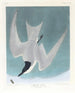 Sterne des marais - John James Audubon — visning af kunstværket