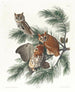 Chouette tachetée - John James Audubon — visning af kunstværket