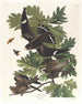 Faucon de nuit - John James Audubon — visning af kunstværket